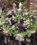 Букет цветов «Ромашки и эустома» заказать за 8 010 руб. с доставкой